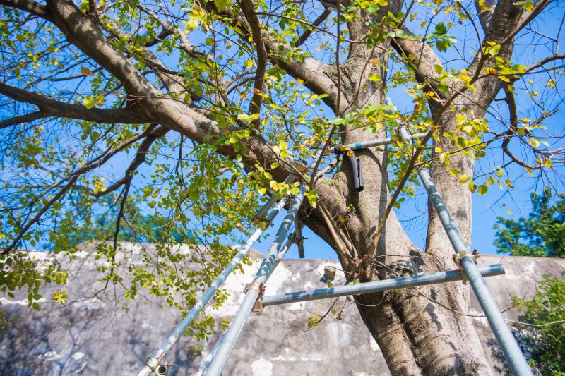 Tree Cabling Service in San Jose, CA
