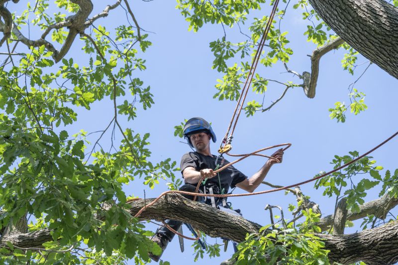 Tree Cabling Service in San Jose, CA