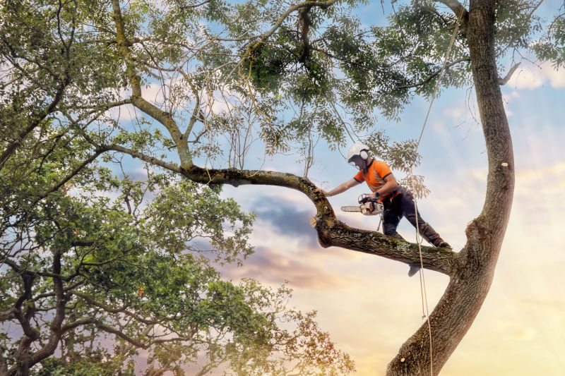 Tree Cabling Service in San Jose, CA