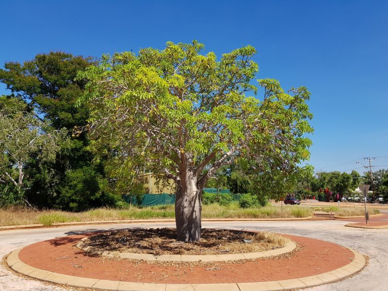 Tree Edging Installation in Ventura County, CA