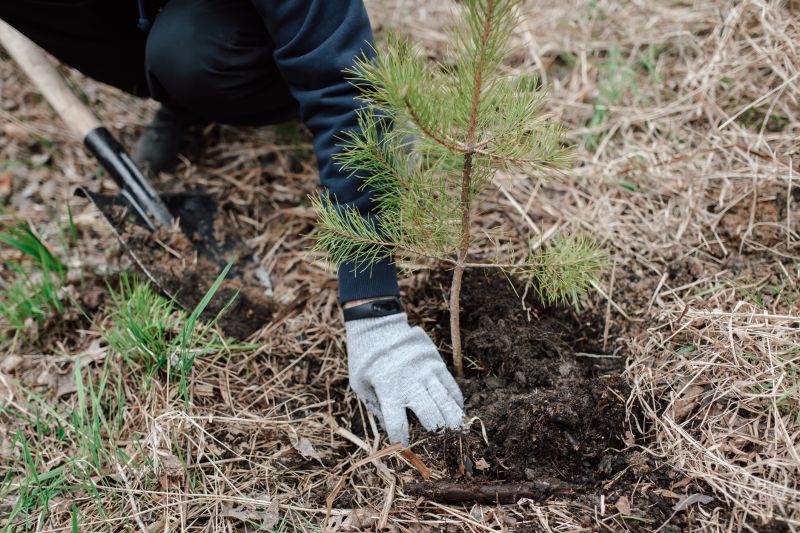 Tree Planting Service in Ventura County, CA