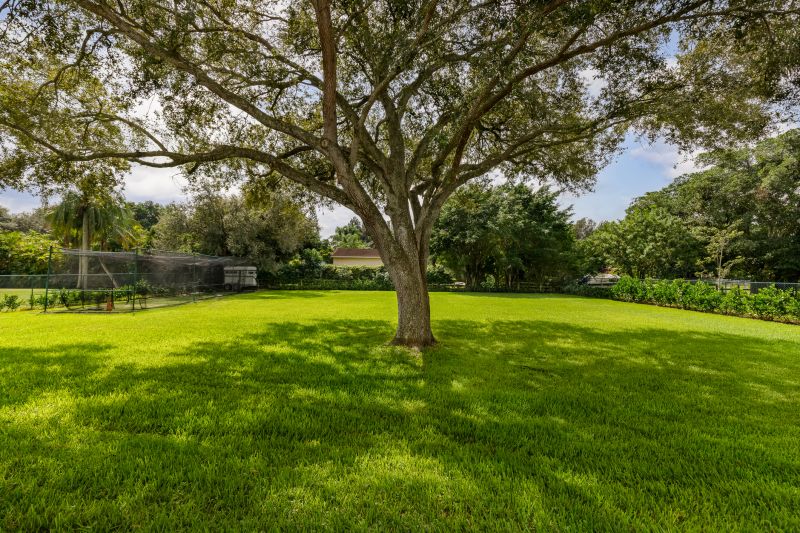 Tree Repair in San Jose, CA