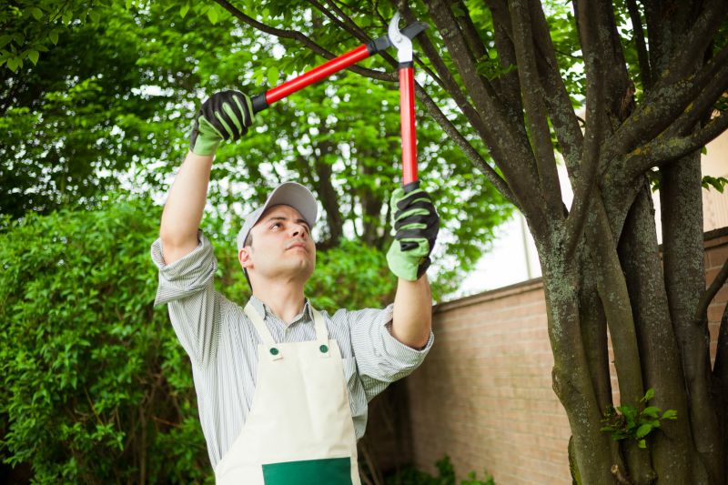 Tree Repair in San Jose, CA