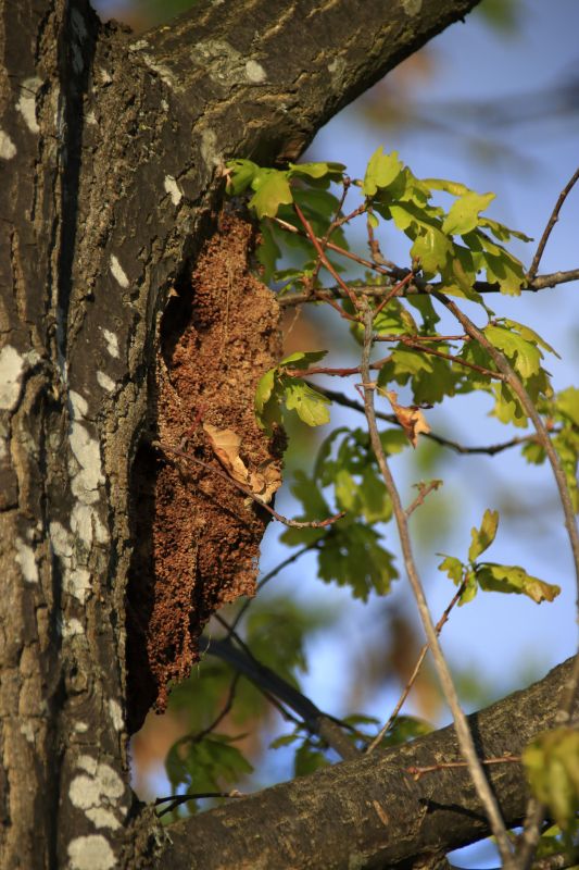 Tree Repair in San Jose, CA