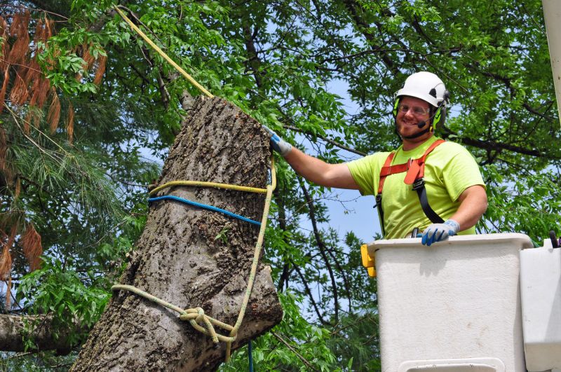 Tree Straightening Service in San Jose, CA