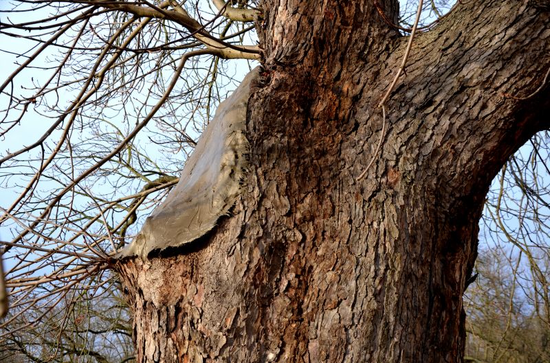 Tree Straightening Service in San Jose, CA