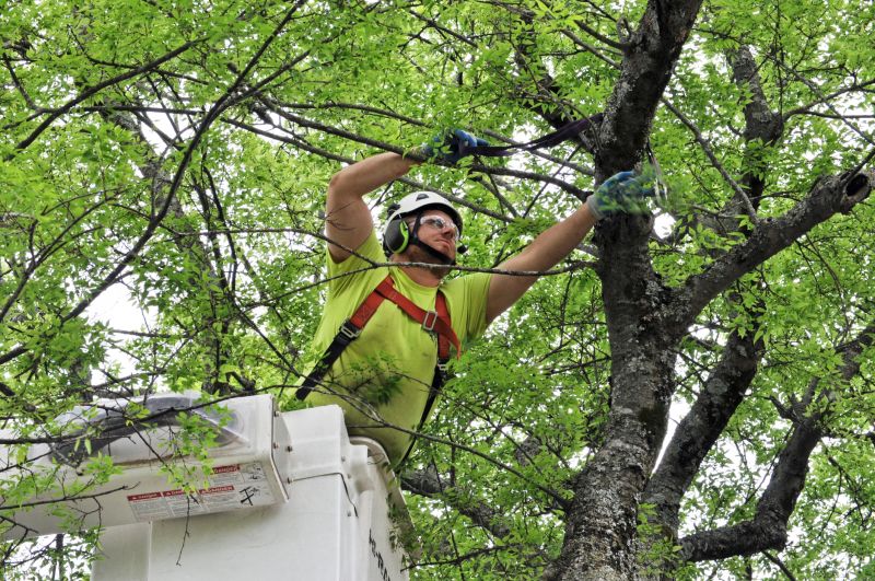 Tree Straightening Service in San Jose, CA