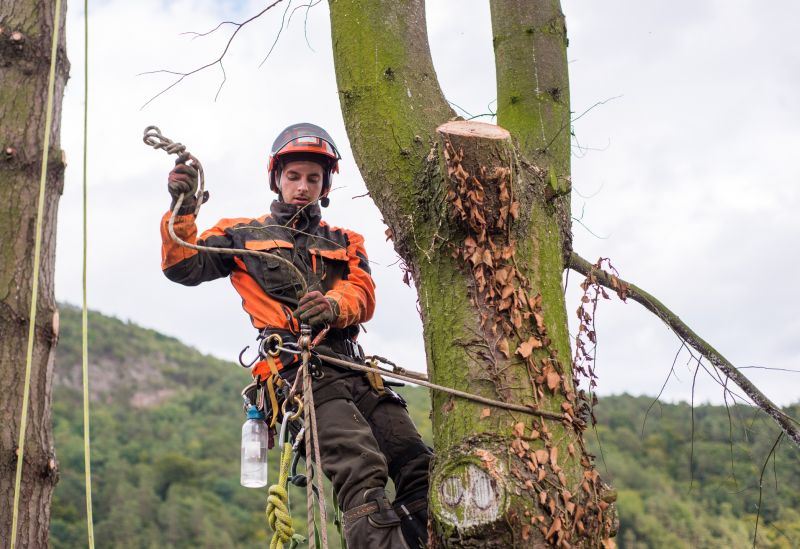 Tree Straightening Service in San Jose, CA