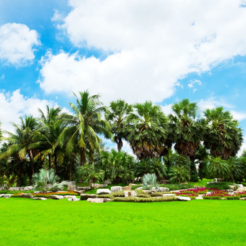 Tropical Landscaping in Honolulu, HI