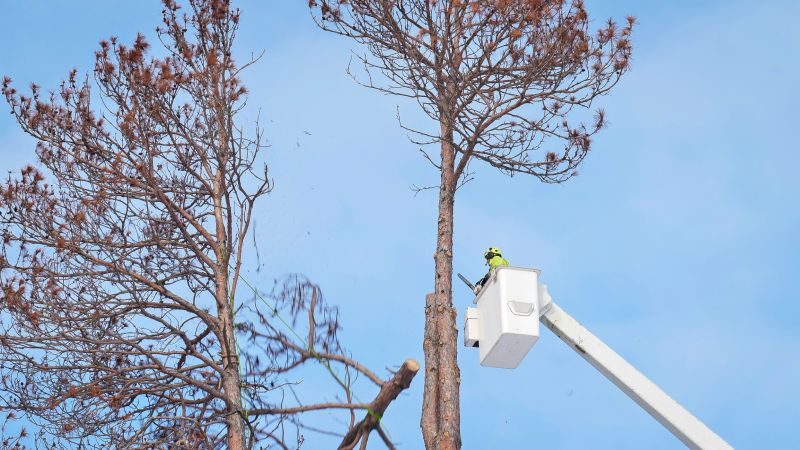 Arborist Pruning in San Jose, CA