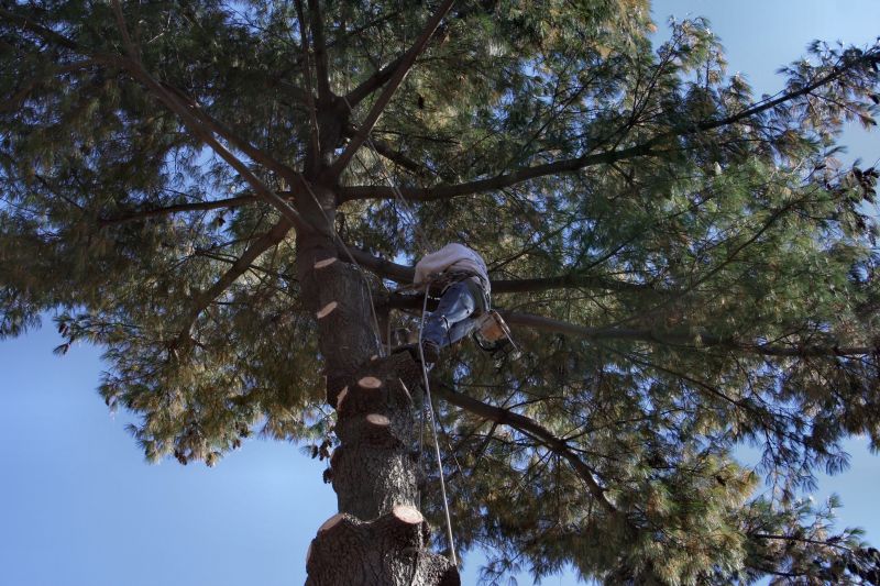 Contact About Arborist Service