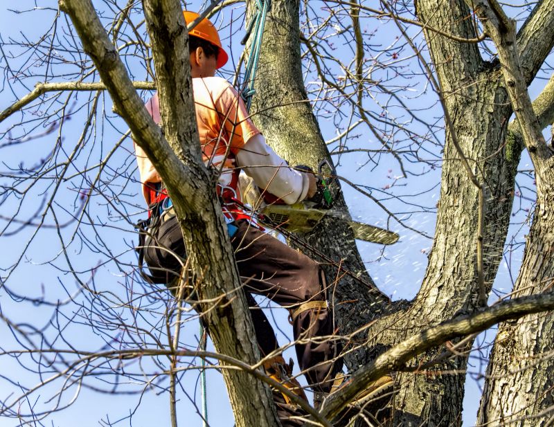 Local Arborist Service pros at work