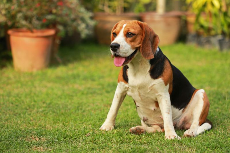 Dog Friendly Landscaping in Honolulu, HI