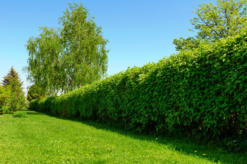 Hedge Installation in Aiken, SC