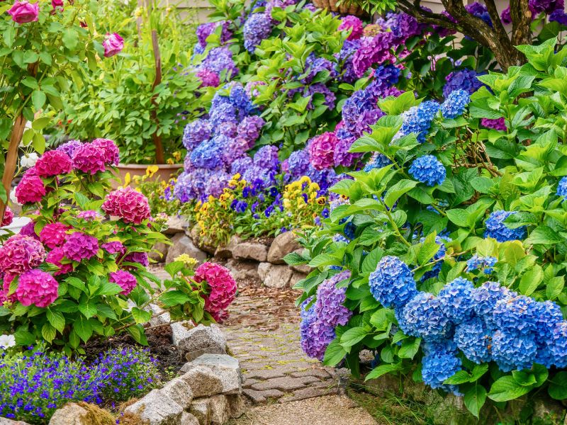 Hydrangea Planting in Aiken, SC