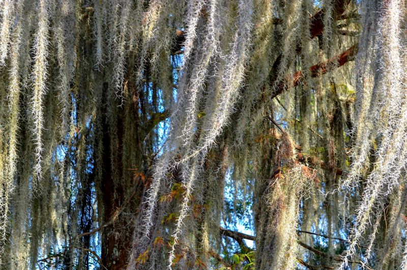 Spanish Moss Treatment in San Jose, CA