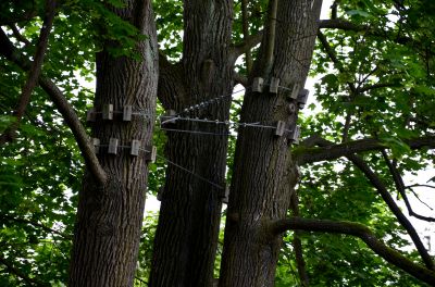 Tree Cabling Service in San Jose, CA